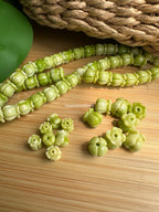 Variegated Green Crown Flower