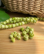 Variegated Green Crown Flower