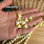 Puakenikeni/ Pakalana with green top