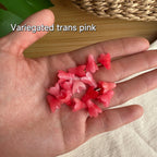Resin & Coral Powder Pakalana