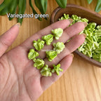 13.5mm Crown Flower Beads